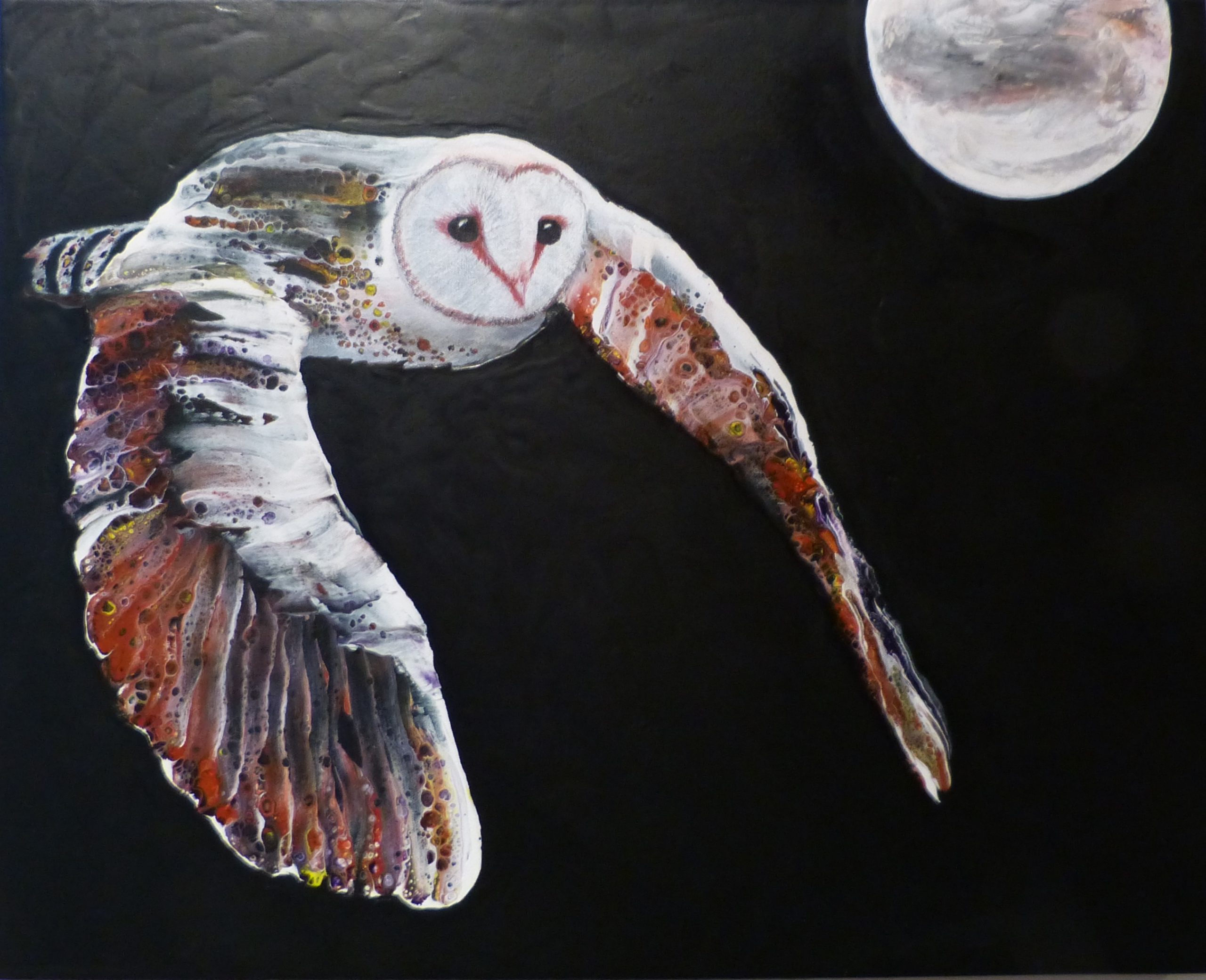 Barn Owl flying Black Background