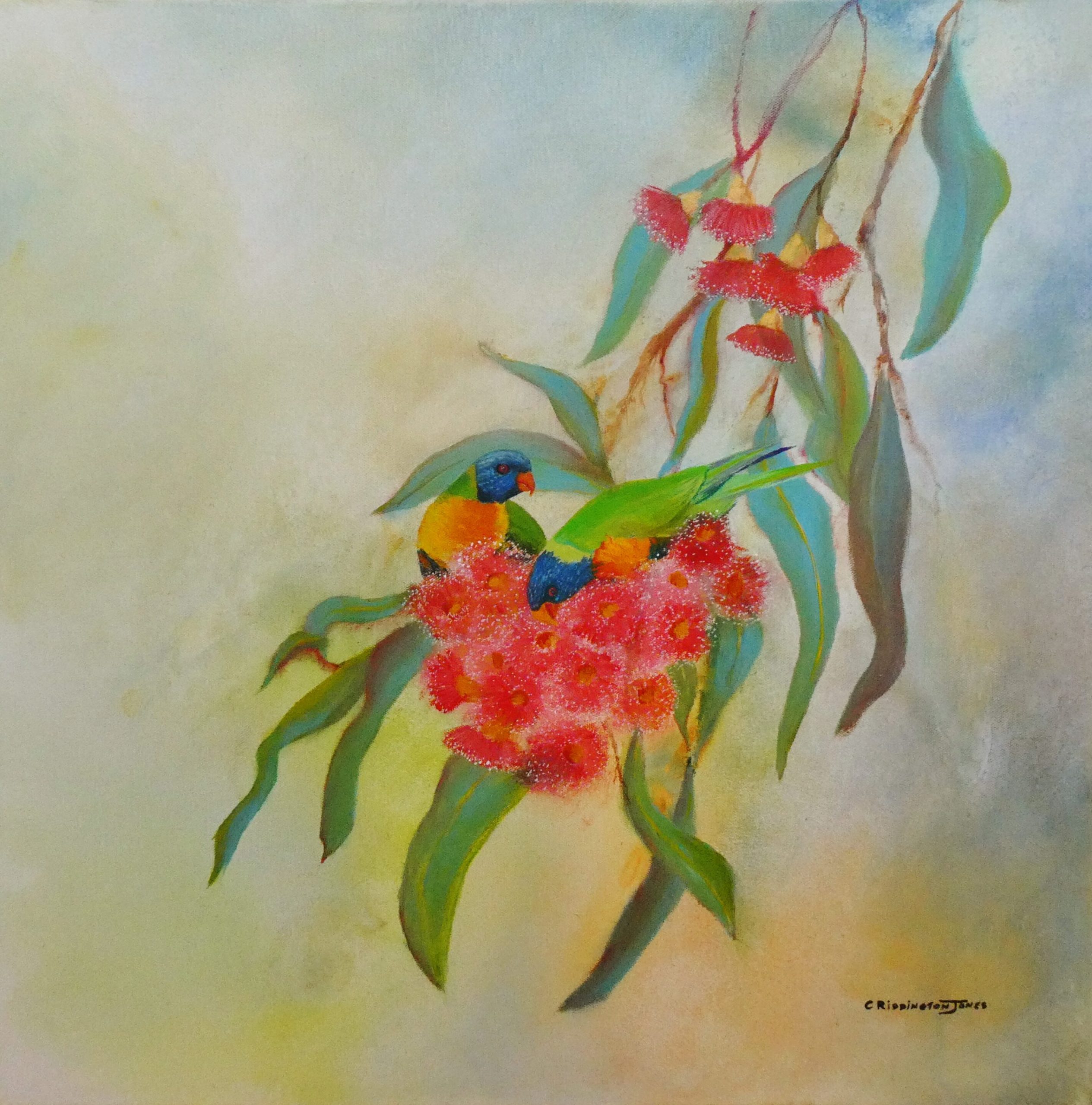 Fine Art by Clare Riddington Jones, Rainbow Lorikeets